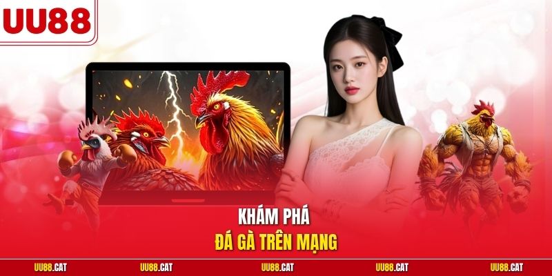Khám phá đá gà trên mạng