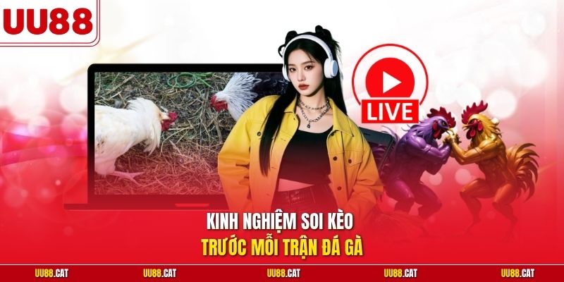 Kinh nghiệm soi kèo trước mỗi trận đá gà