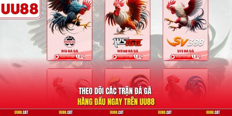 Theo dõi các trận đá gà hàng đầu ngay trên UU88